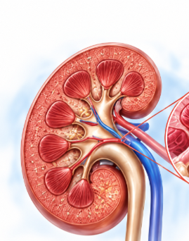 Kidney research diagram